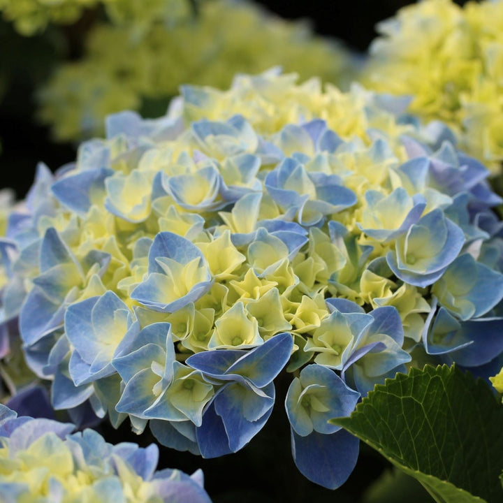 HYDRANGEA M. FABOLO