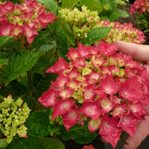 HYDRANGEA M. HOT RED