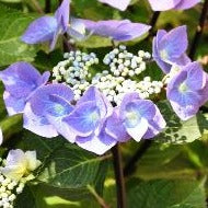 Hydrangea teller Blue