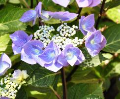 Hydrangea Teller Blauling Bleu - Shrubs - Windyridge Garden Centre