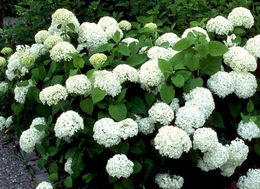 Hydrangea Arb. Annabelle - Shrubs - Windyridge Garden Centre
