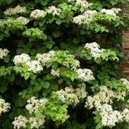HYDRANGEA PETIOLARIS - Climbers - Windyridge Garden Centre
