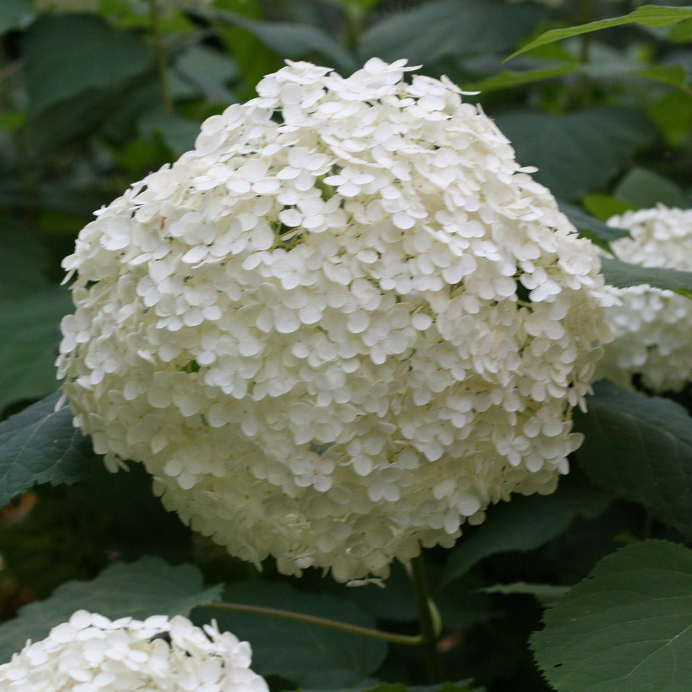 Hydrangea Annabelle - Shrubs - Windyridge Garden Centre