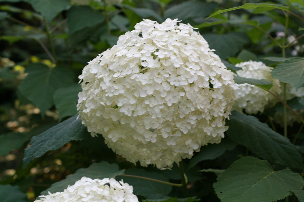 Hydrangea A. Annabelle - Shrubs - Windyridge Garden Centre