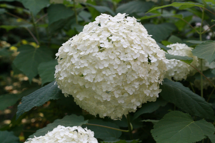 Hydrangea A. Annabelle - Shrubs - Windyridge Garden Centre