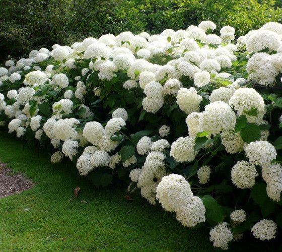 Hydrangea arbo. Strong Annabelle