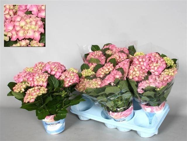 Hydrangea Pink Indoor - Indoor Plants - Windyridge Garden Centre