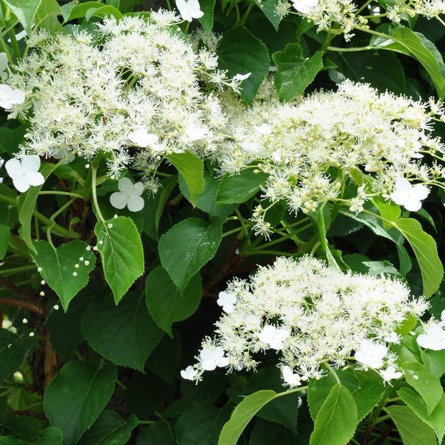 Hydrangea Anomala Petiolaris - Climbers - Windyridge Garden Centre