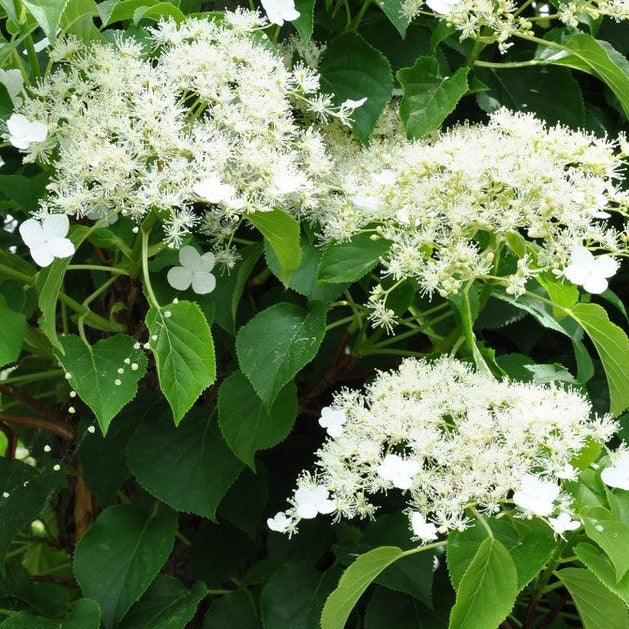 HYDRANGEA PETIOLARIS IN CVS CLT 18 H 100 -120 CM SU CANNA