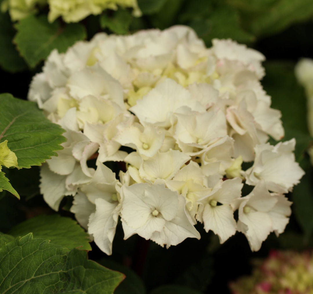 HYDRANGEA M. ICE BOY
