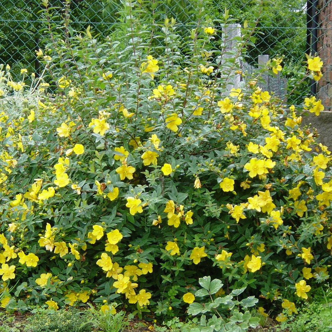 HYPERICUM HIDCOTE