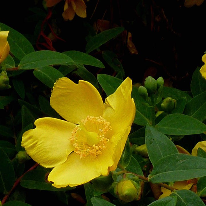 Hypericum Hidcote