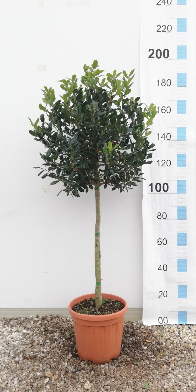 ILEX MUTCH. NELLY R. STEVENS CLT 25 / 35    CHIOMA 50 - 60 CM 1/2 STD
