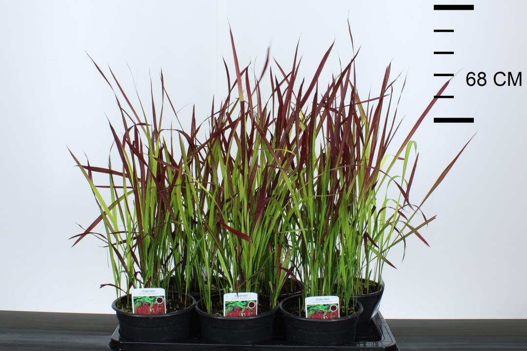 Imperata Cylindrica 'Red Baron' P19 - Herbaceous - Windyridge Garden Centre