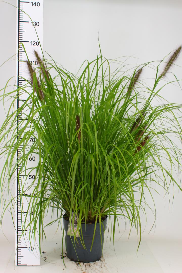Pennisetum Alop. Redhead - Herbaceous - Windyridge Garden Centre
