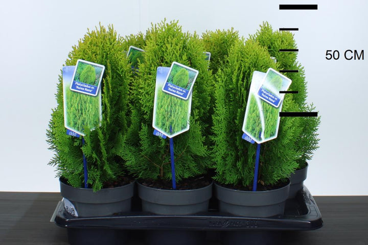 Thuja occ. Aurea Nana