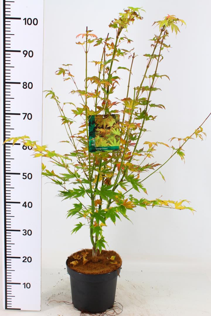 Acer Pal. Orange Dream - Trees - Windyridge Garden Centre