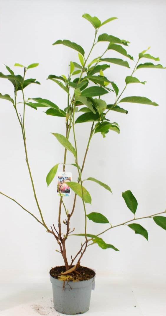 Magnolia Soulangeana - Shrubs - Windyridge Garden Centre