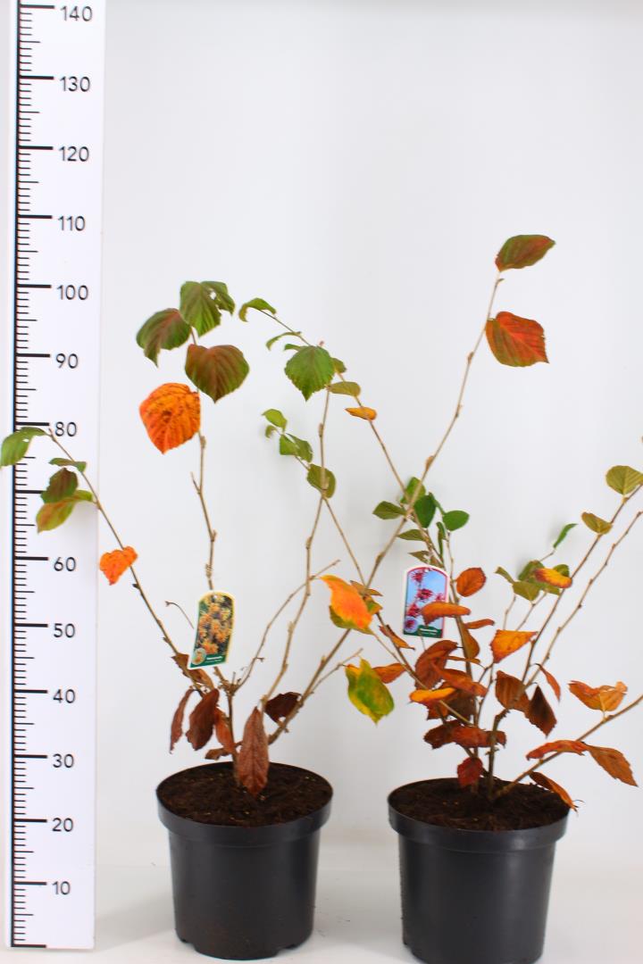 Hamamelis in cultivars