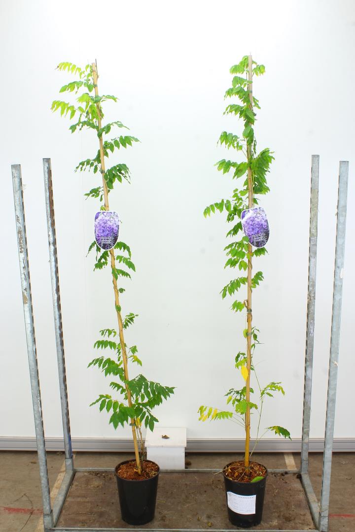 Wisteria-sinensis-Prolific-Potted