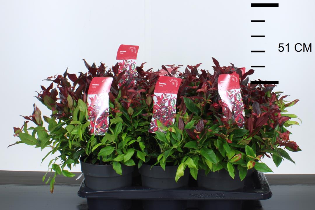 Leucothoe Zeblid - Shrubs - Windyridge Garden Centre