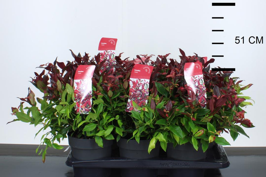 Leucothoe Zeblid - Shrubs - Windyridge Garden Centre