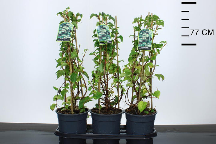 Hydrangea anomala petiolaris