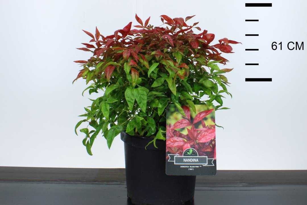 Nandina dom. Blush Pink