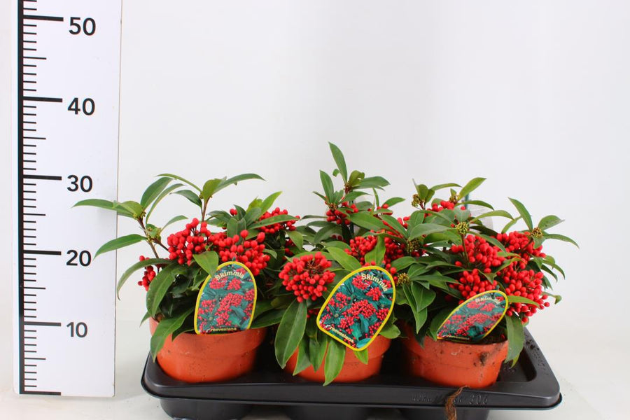 Skimmia Reevesiana - Shrubs - Windyridge Garden Centre