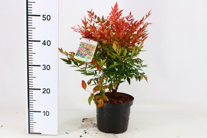 Nandina dom. Gulf Stream