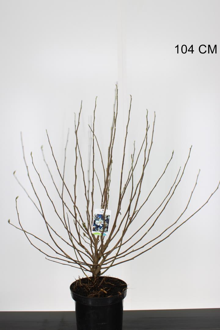 Magnolia Stellata - Shrubs - Windyridge Garden Centre