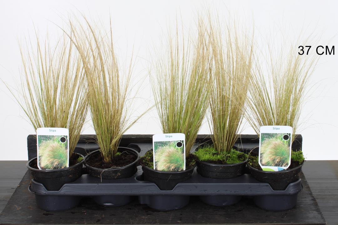 Stipa tenuissima Pony Tails