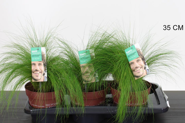 Stipa tenuissima Pony Tails