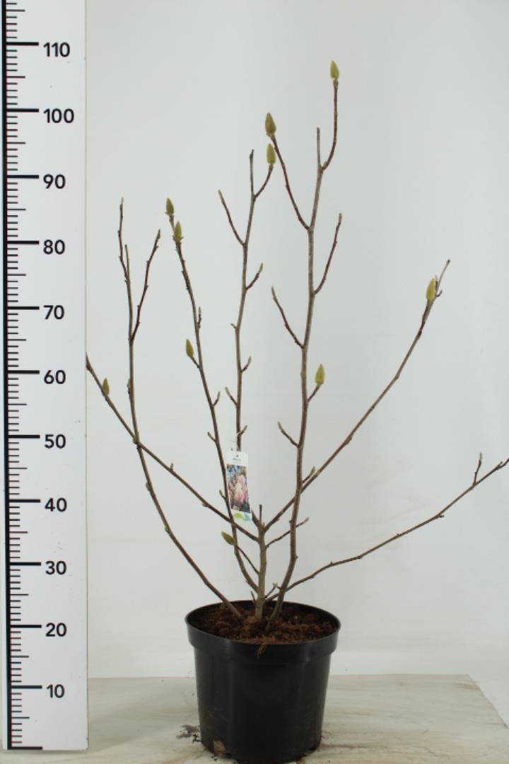 Magnolia Soulangeana - Trees - Windyridge Garden Centre