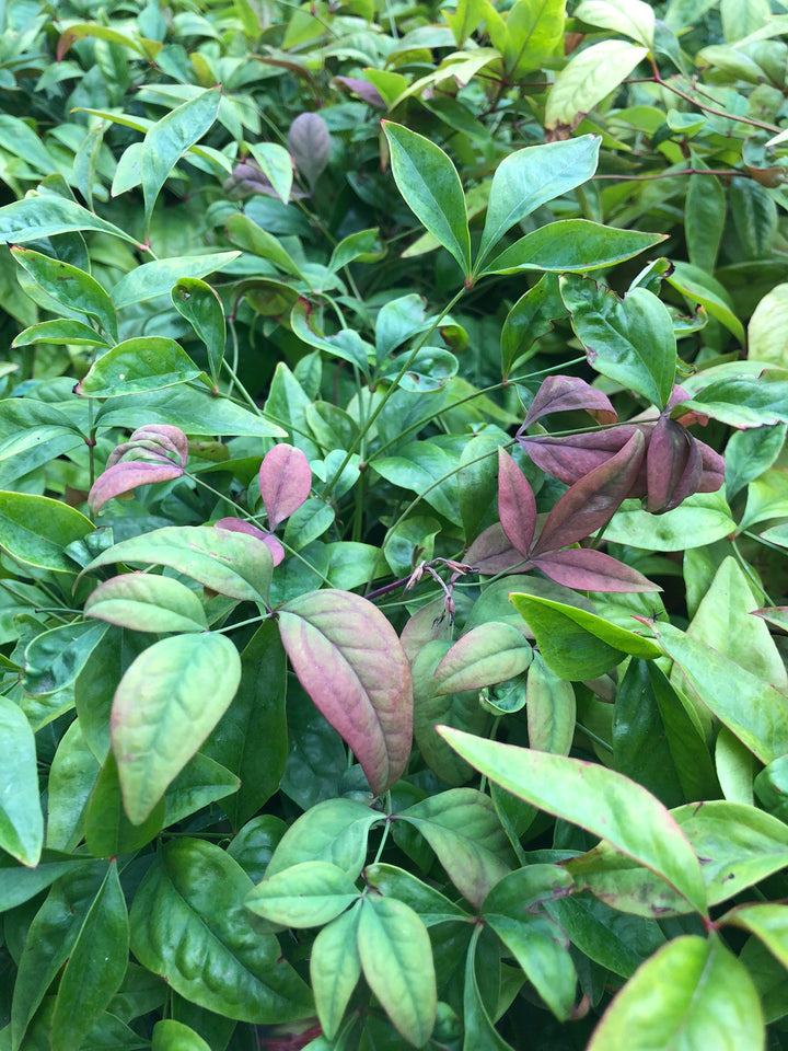 Nandina dom. Blush Pink  10 Ltr pot