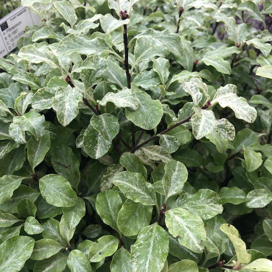 Pittosporum  Tenu. Irene Patterson  25L - Shrubs - Windyridge Garden Centre