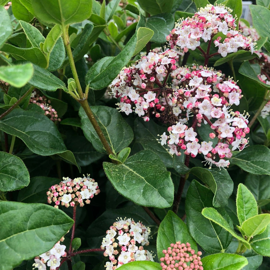 Viburnum Tinus Lisarose  5 Ltr Pot - Shrubs - Windyridge Garden Centre