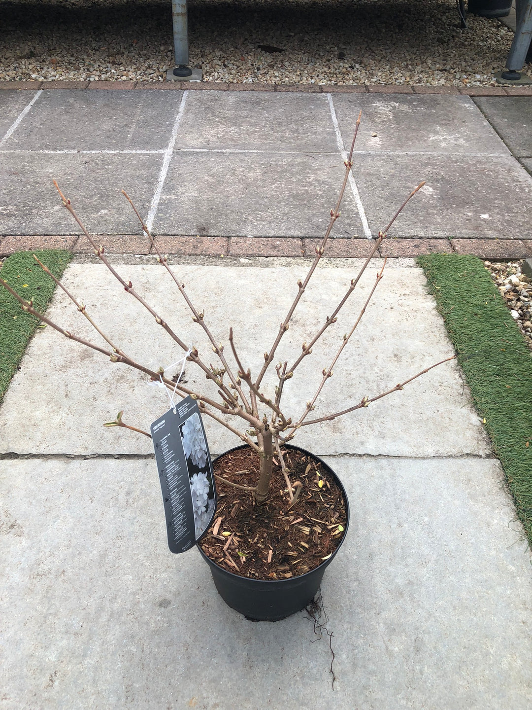 Viburnum plic. Popcorn  40-50 CM