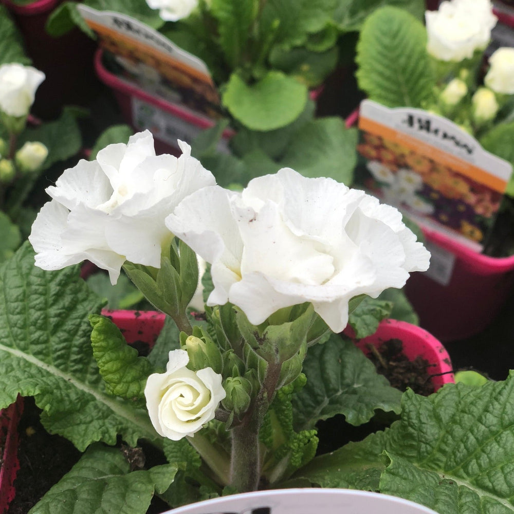 Primula Elle - Herbaceous - Windyridge Garden Centre
