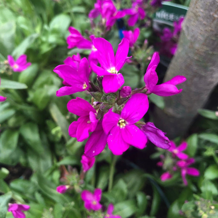 Arabis bleph. Frühlingszauber