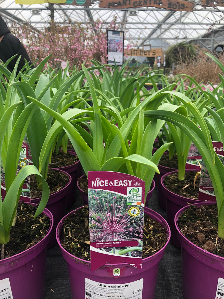 Allium schubertii