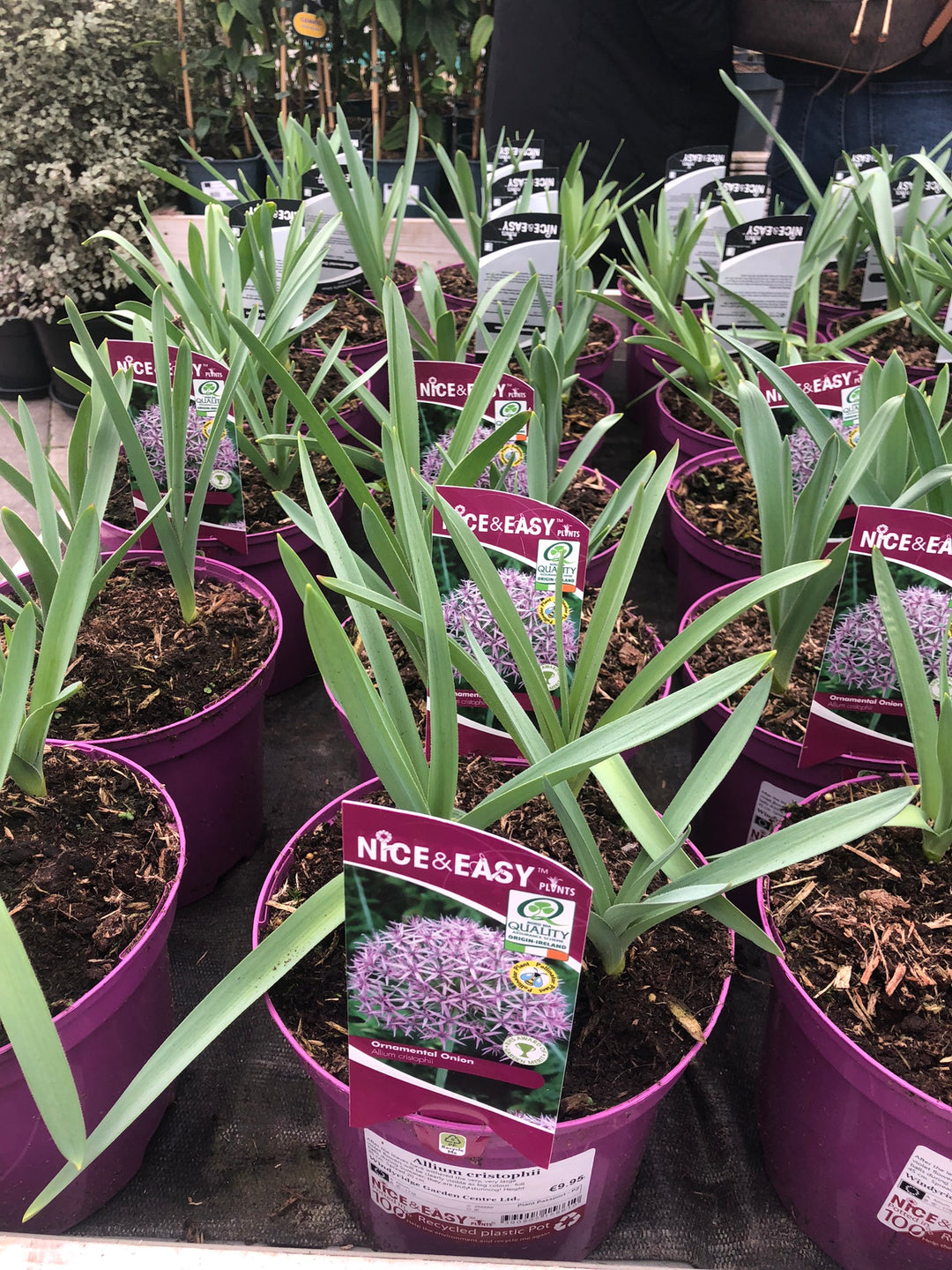 Allium cristophii