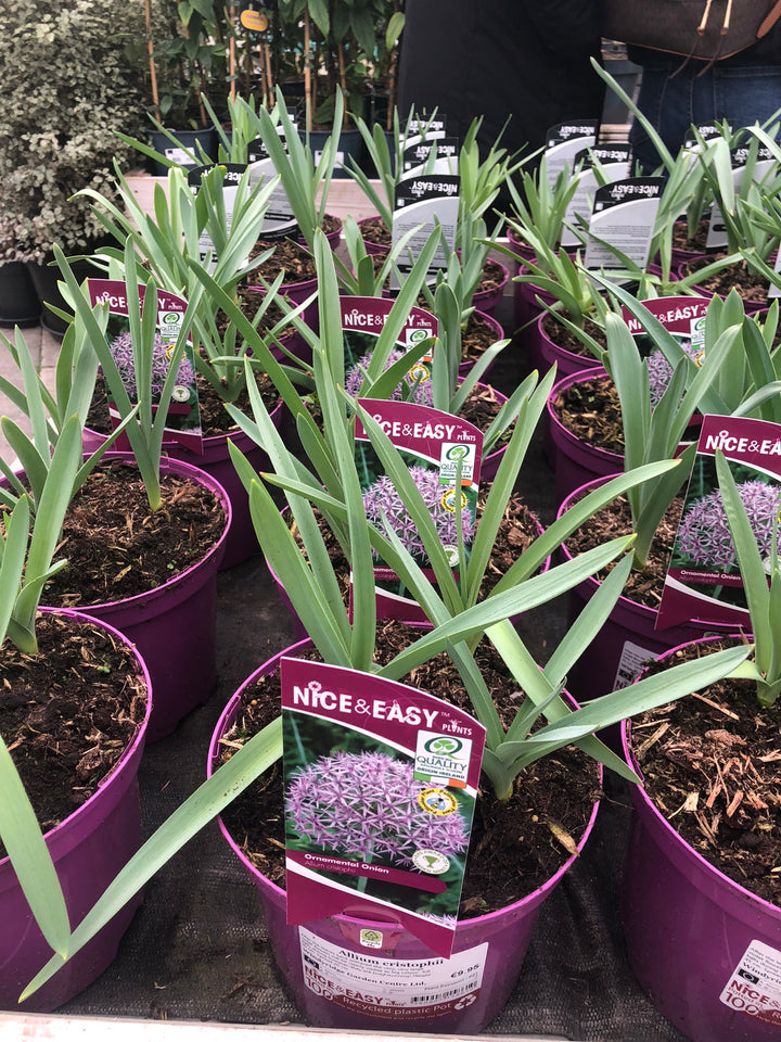 Allium cristophii