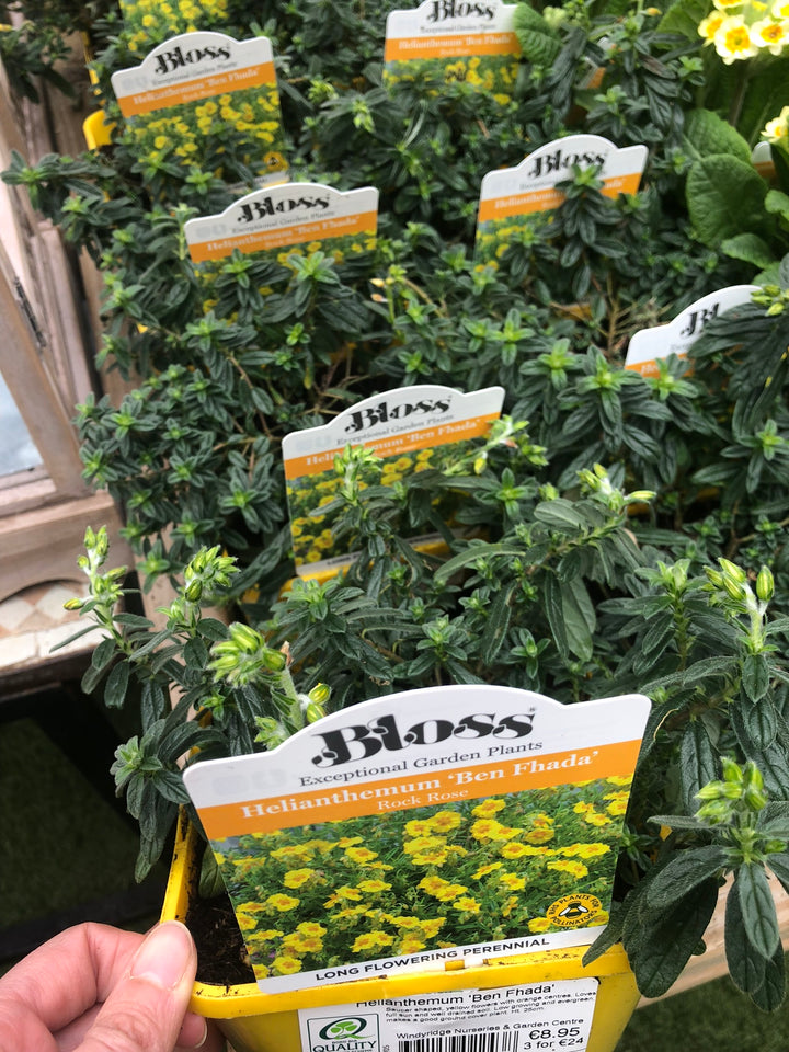 Helianthemum  Ben Fhada