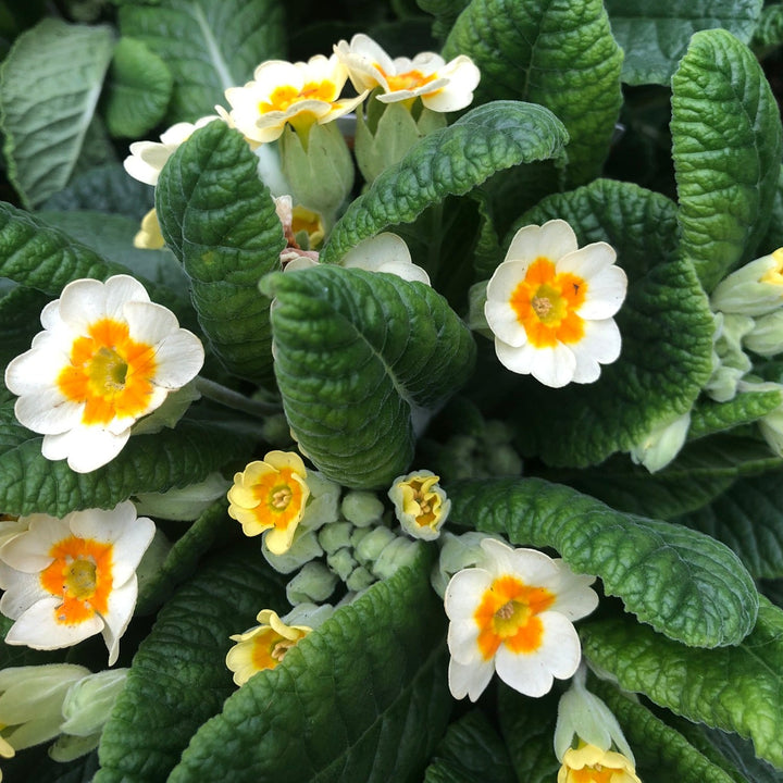 Primula veris Lime & Orange