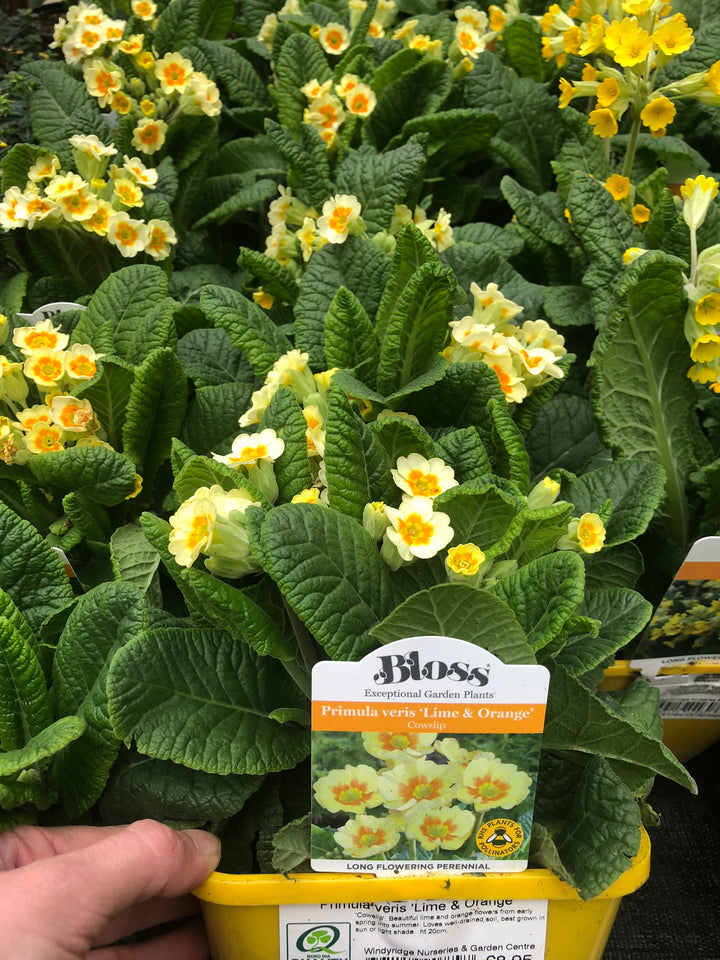 Primula veris Lime & Orange