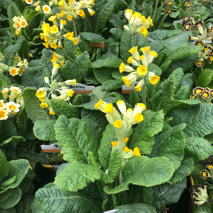 Primula veris