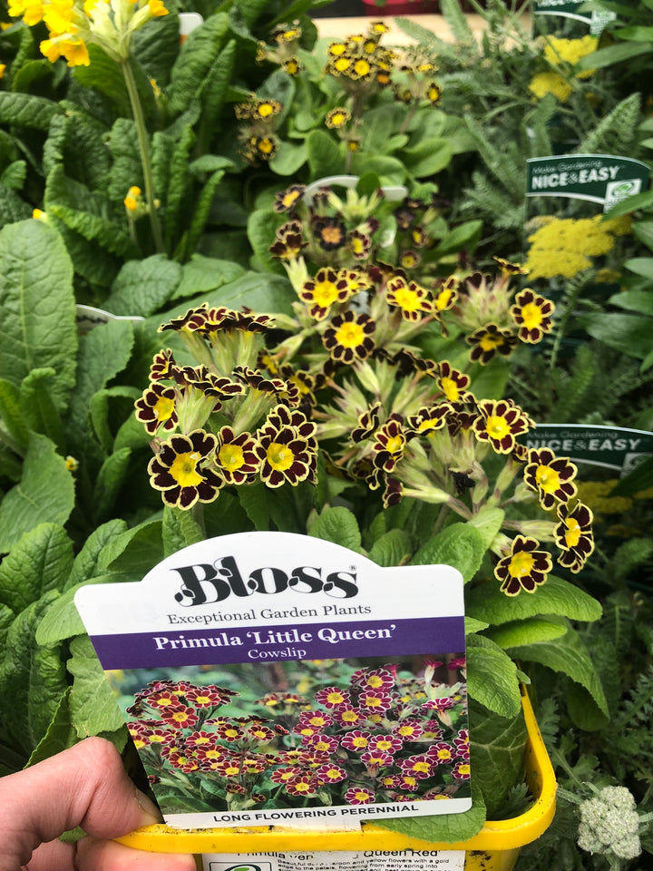 Primula veris Little Queen Red