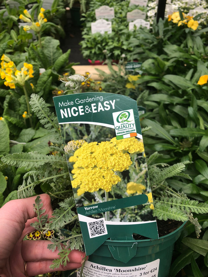 Achillea Moonshine