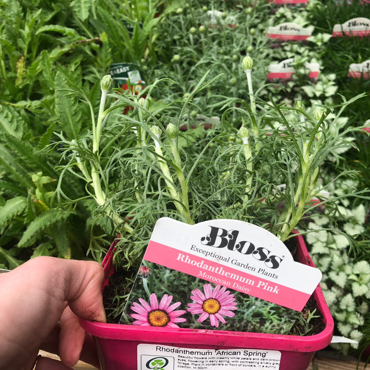 Rhodanthemum African Spring